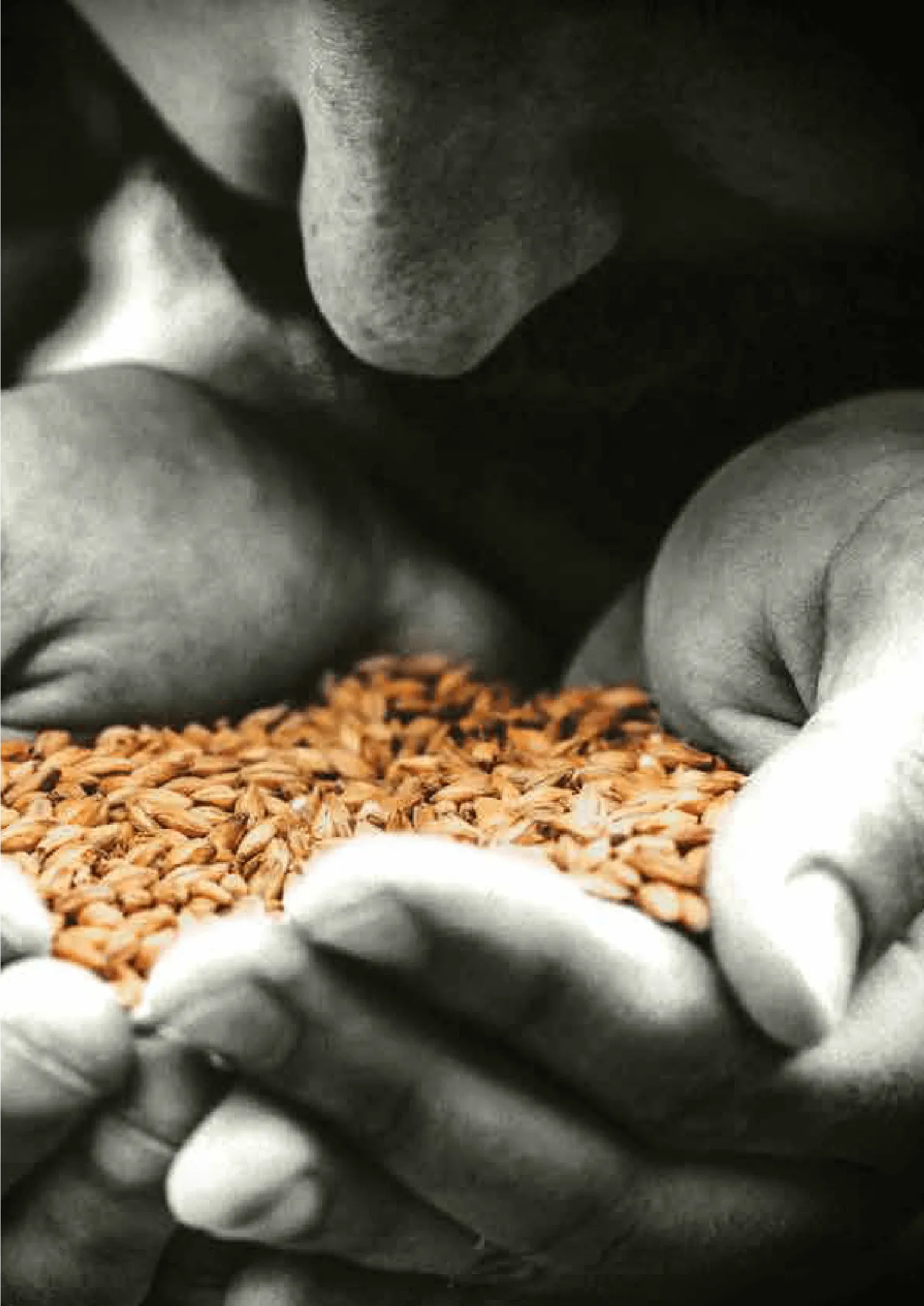 Athenian Brewery branding detail 6